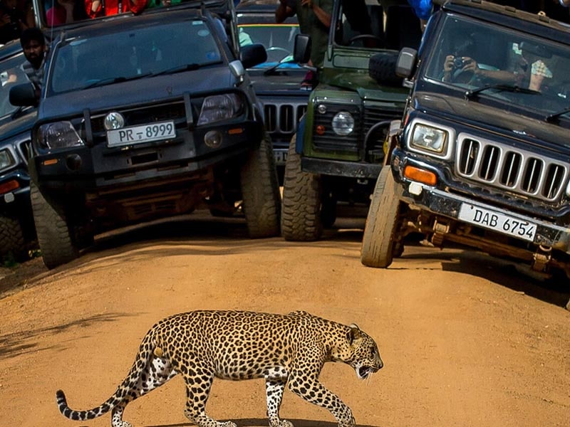 Jeep-Safari-in-the-Yala-national-park