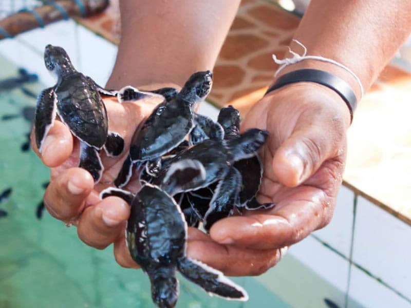 Sea-Turtle-Hatchery