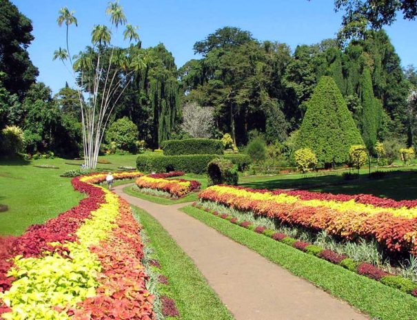 Botanical-Garden-in-Peradeniya-605x465