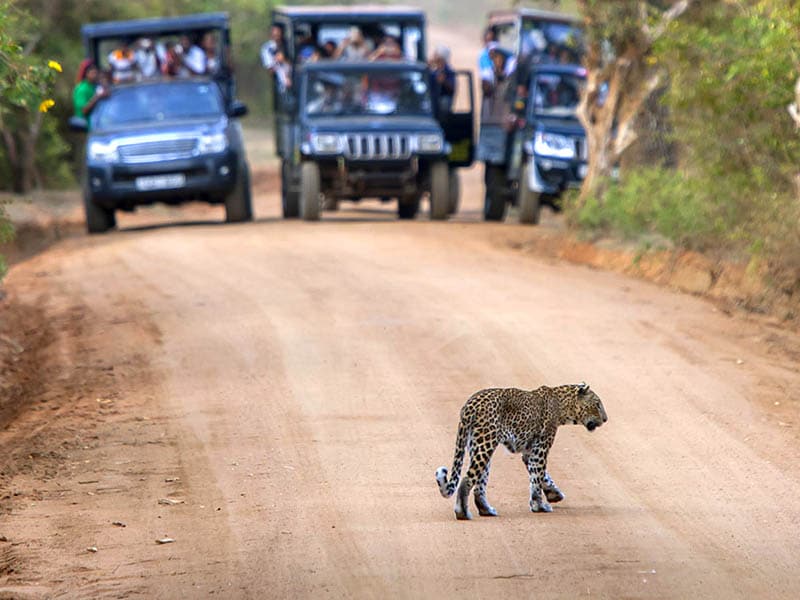 Jeep-Safari-At-Yala-National-Park