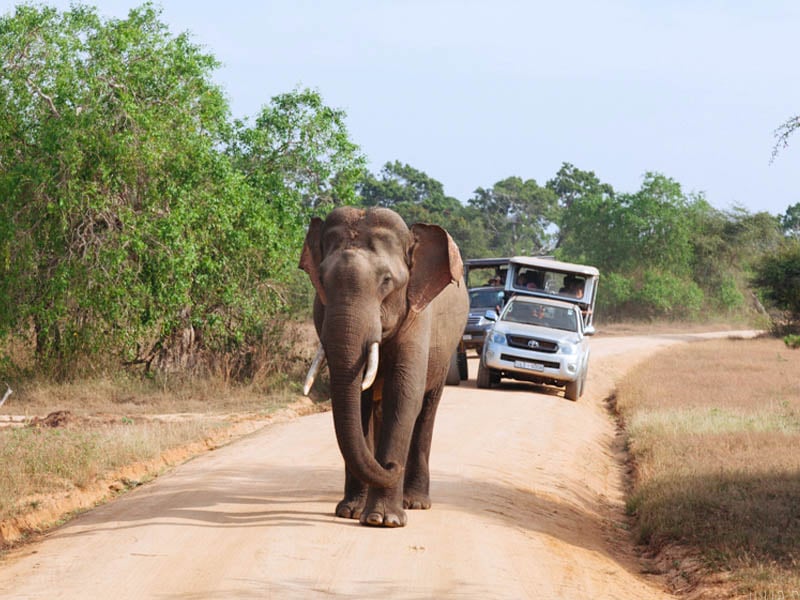 Jeep-Safari