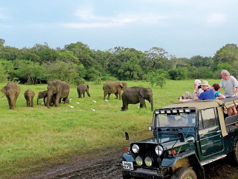 Jeep-safari-in-Minneriya