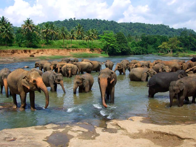 Pinnawala-Elephant-Orphanage