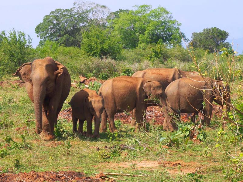 Safari-in-Udawalawe