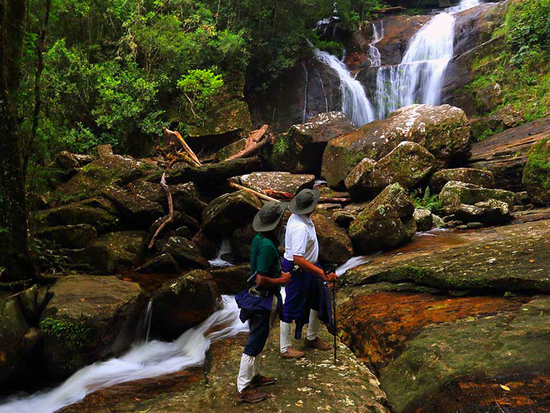 Singharaja-rain-forest