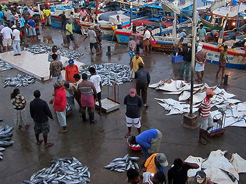 negombo-fish-market